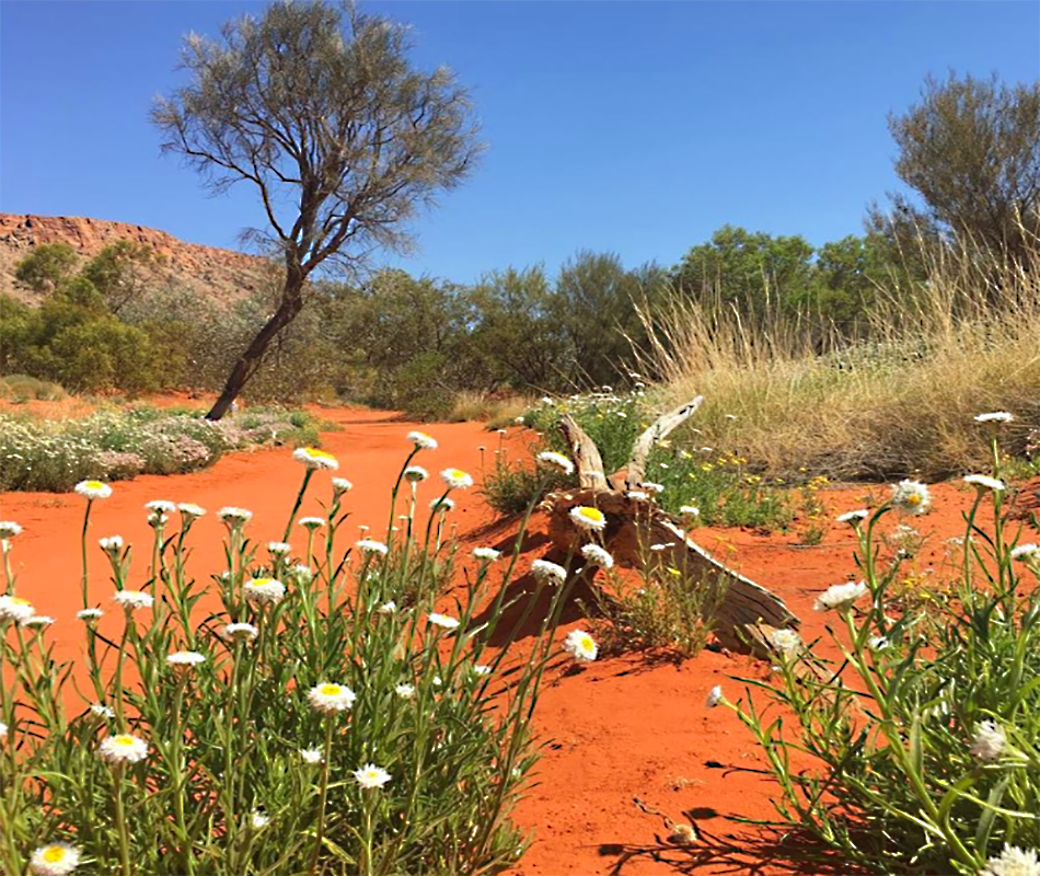 Alice Springs Desert Park, NT