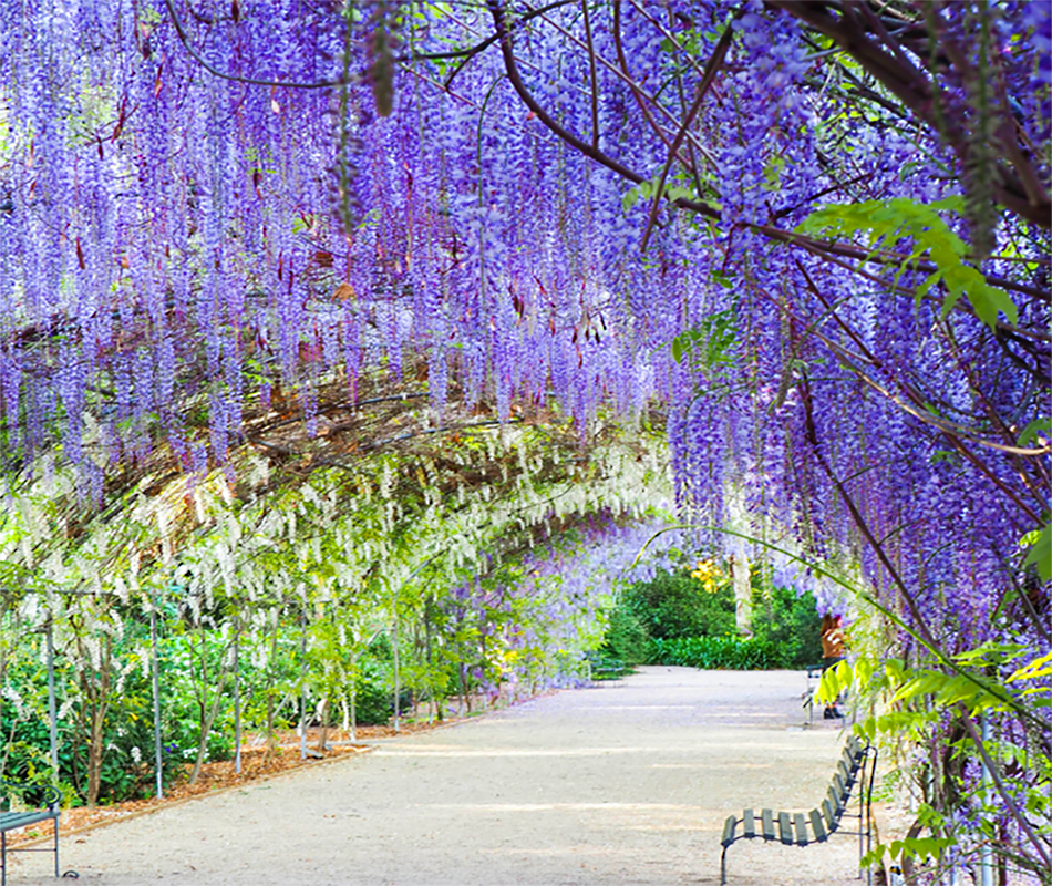 Adelaide Botanic Garden, SA